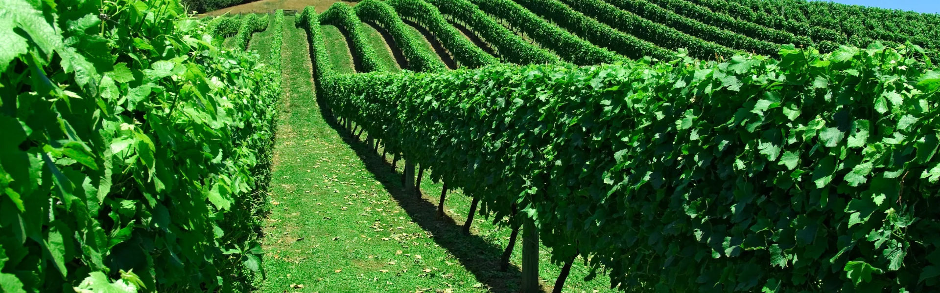 Things to Do in Auckland for Adults